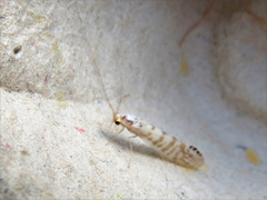 Nectopsyche exquisita