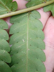 Pleocnemia conjugata