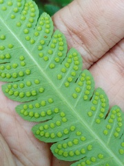 Pleocnemia conjugata