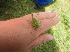 Isophya altaica