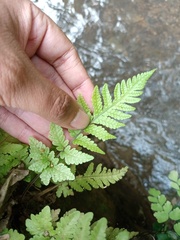 Tectaria subsageniacea