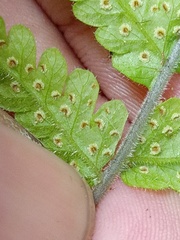 Tectaria subsageniacea