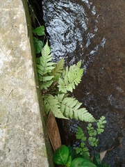 Tectaria subsageniacea