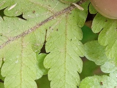 Tectaria subsageniacea