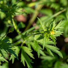 Ranunculus pensylvanicus