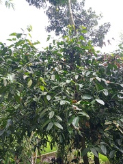 Garcinia dulcis