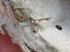 Geina tenuidactylus