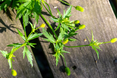 Ranunculus pensylvanicus