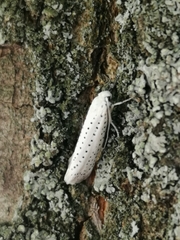 Yponomeuta evonymella