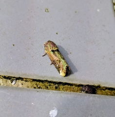 Lignispalta incertissima