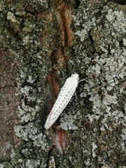 Yponomeuta evonymella