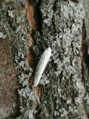 Yponomeuta evonymella