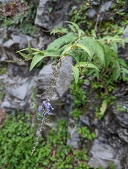 Buddleja curviflora