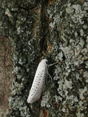 Yponomeuta evonymella