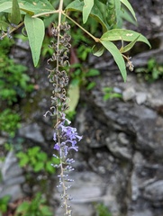 Buddleja curviflora