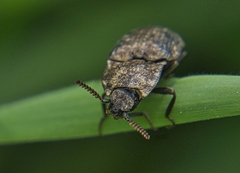 Agrypnus murinus