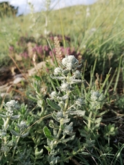 Teucrium capitatum