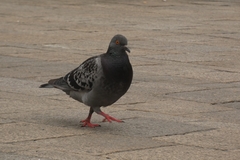 Columba livia domestica
