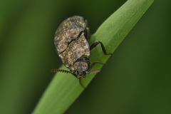 Agrypnus murinus