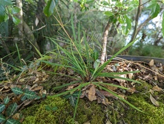 Carex manca takasagoana