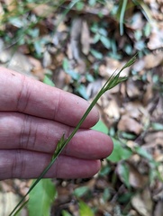 Carex manca takasagoana