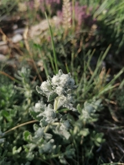 Teucrium capitatum