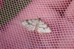 Hydrelia sylvata