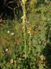 Erysimum cuspidatum