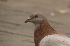 Columba livia domestica