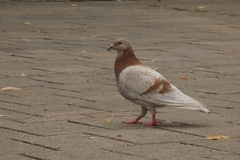 Columba livia domestica