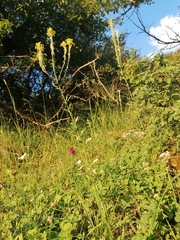 Erysimum cuspidatum