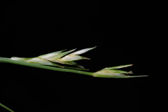 Carex manca takasagoana