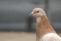 Columba livia domestica