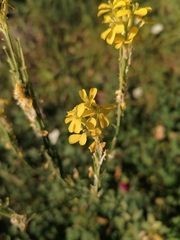 Erysimum cuspidatum