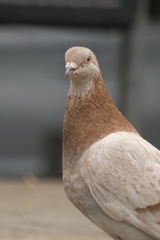 Columba livia domestica