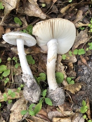 Amanita mutabilis image
