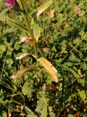 Erysimum cuspidatum
