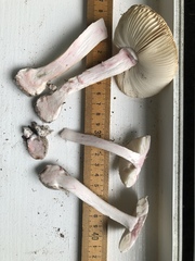 Amanita mutabilis image