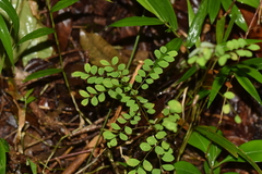 Phyllanthus matitanensis