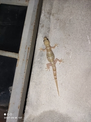 Hemidactylus mabouia