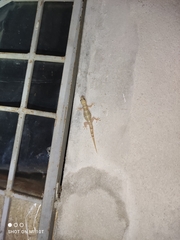 Hemidactylus mabouia