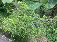 Erythroxylum coca