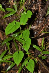 Dioscorea seriflora