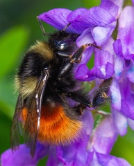 Bombus lapponicus
