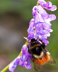 Bombus lapponicus