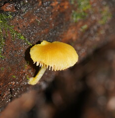 Pluteus hubregtseorum