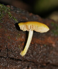 Pluteus hubregtseorum