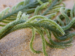 Caulerpa muelleri