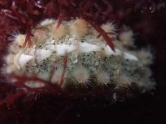 Acanthochitona avicula
