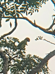 Psittacula longicauda